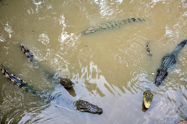 Crocodiles in Mekong Delta