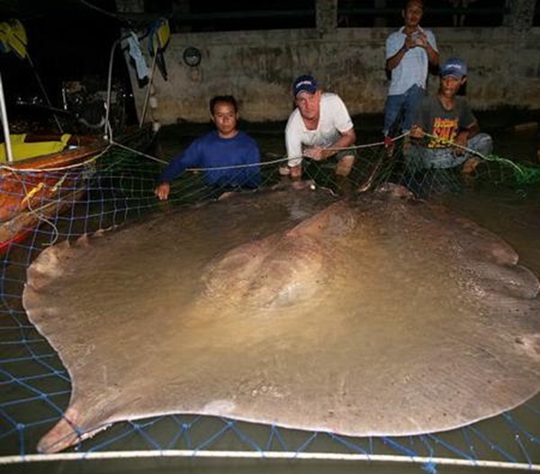 A giant freshwater stingray fished in Thailand