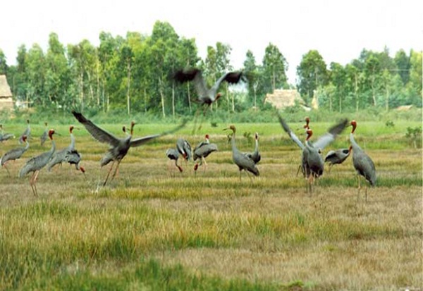 Gao Giong Ecotourism Park - wild beauty of Dong Thap Muoi