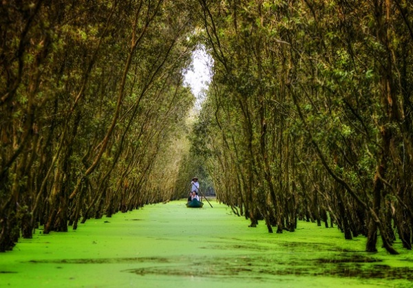 Tourists are enthralled by the sounds of the birds swinging on cajuput trees