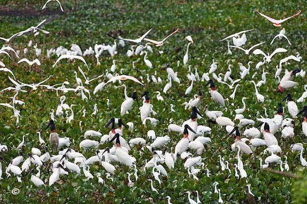 In flood season, thousands of stocks can be seen looking for food that makes a scenic beautyIn flood season, thousands of stocks can be seen looking for food that makes a scenic beauty