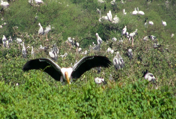 Bac Lieu Bird Sanctuary is a conversation area where lots of birds come here to reside and give birth