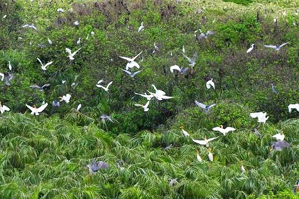 Bac Lieu Bird Sanctuary