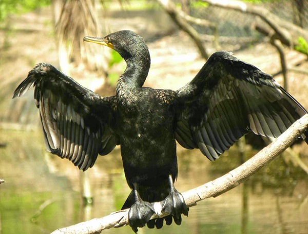 The sanctuary is now home to 46 bird species consisting of rare and precious species: Giang Sen, Dien Dien, Co Ruoi, etc