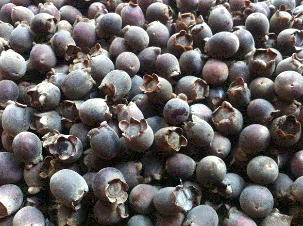 Sim – special fruit of Phu Quoc