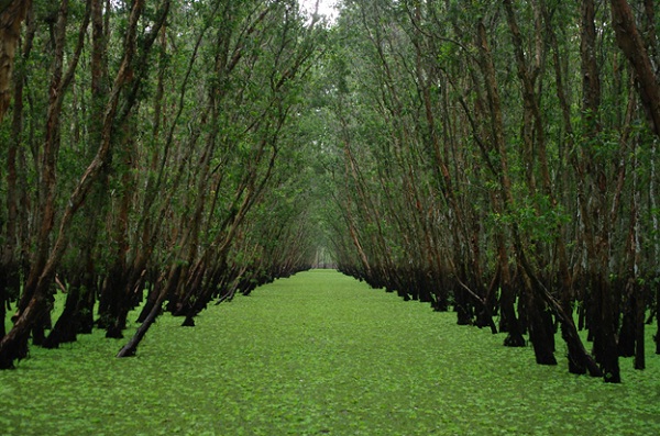  Small local boats will guide you in the amazing melaleuca forest