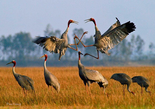 The royal endangered Sarus Crane