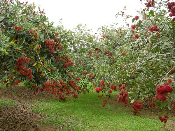 Visit a fruit orchard to see hundred kinds of fruit growing and try them all