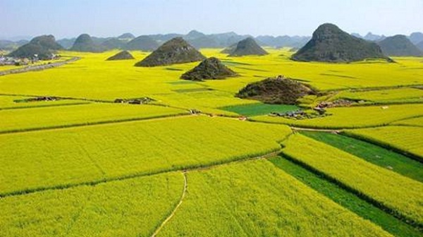 The marvelous scenery of rice paddy fields during harvest time