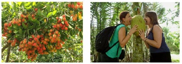 Mekong Delta Fruit orchards