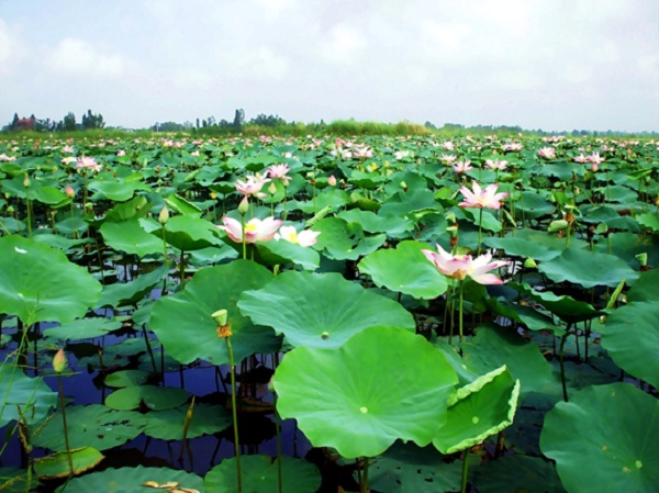 Lotus pond in Dong Thap