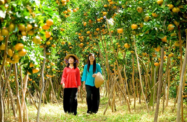 The laden orchards in summer