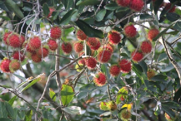 Rambutan orchard in Mekong Delta, Vietnam