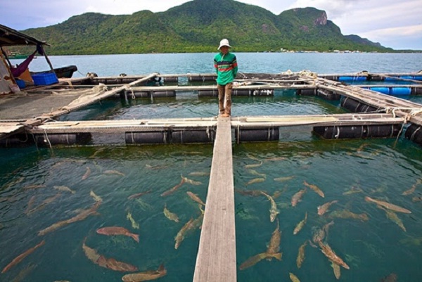 Floating fish market, Con Dao Island