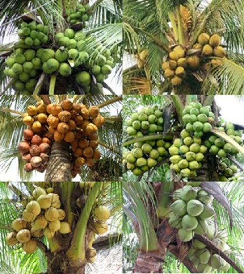 Coconut in Ben Tre