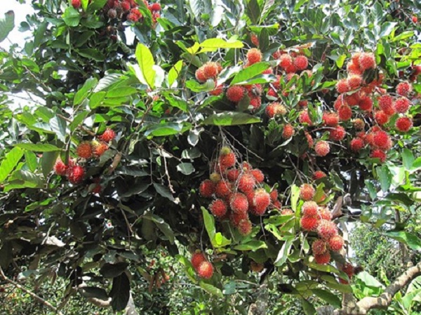 Rambutan orchard