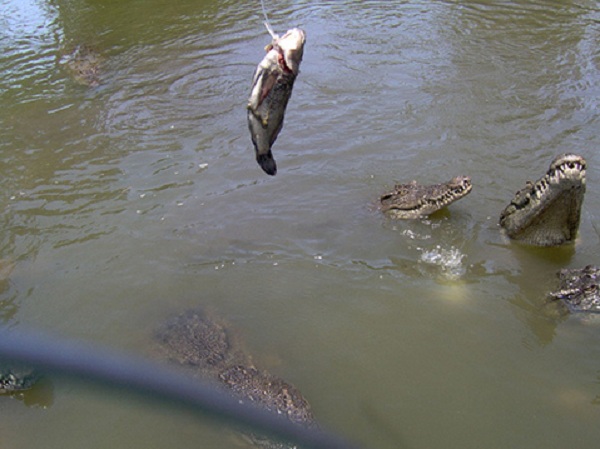 Fishing crocodile in Can Gio Mangrove Forest, Vietnam