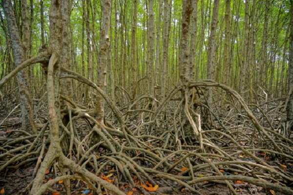 Inside Can Gio Mangrove Forest, Vietnam