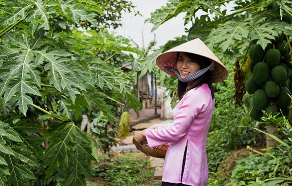 Fruit garden