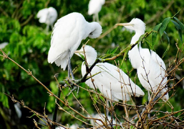 Crane garden