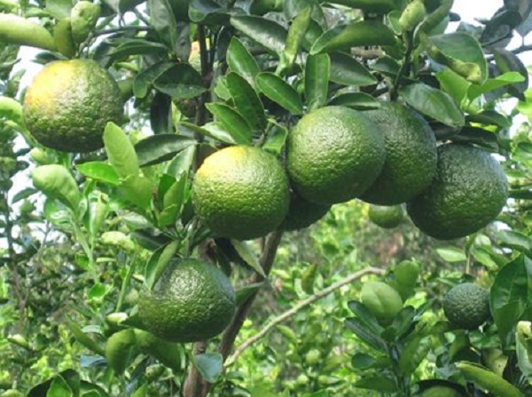 Fruit Gardens Tam Binh