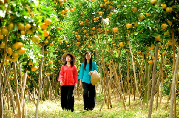 Tan Quy fruit garden