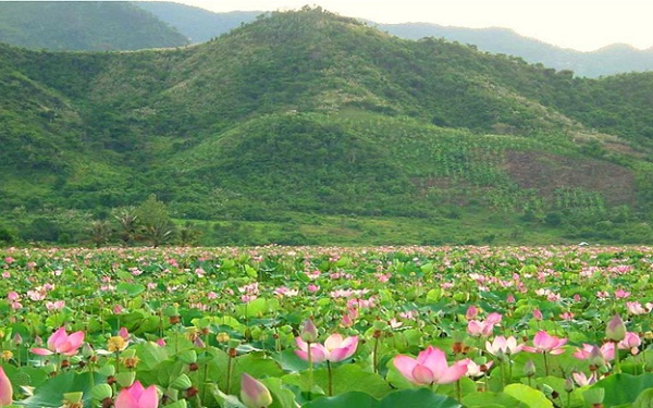 Dong Thap Muoi Ecotourism Park possesses many beautiful lotus gardens