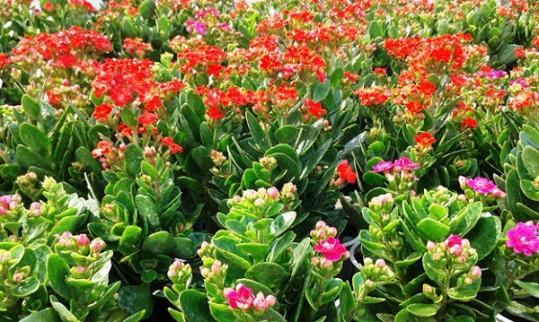 Flower garden and bonsai in Long An