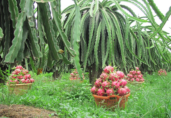 The garden brings a lot of sweet dragon fruits and tasty watermelon