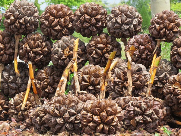 Water coconut