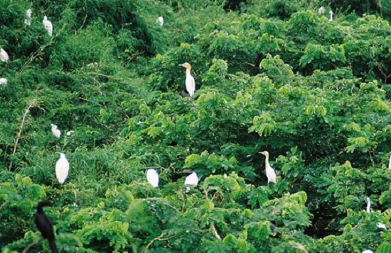 Best foods in Mekong Delta