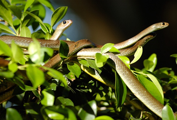 Dong Tam Snake Farm 