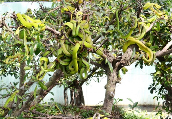 Dong Tam Snake Breeding Farm