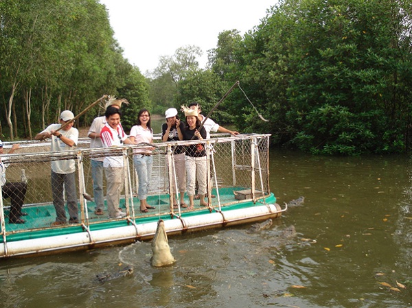 Feeding crocodiles