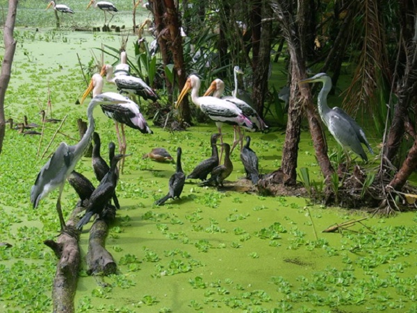 Bac Lieu Bird garden