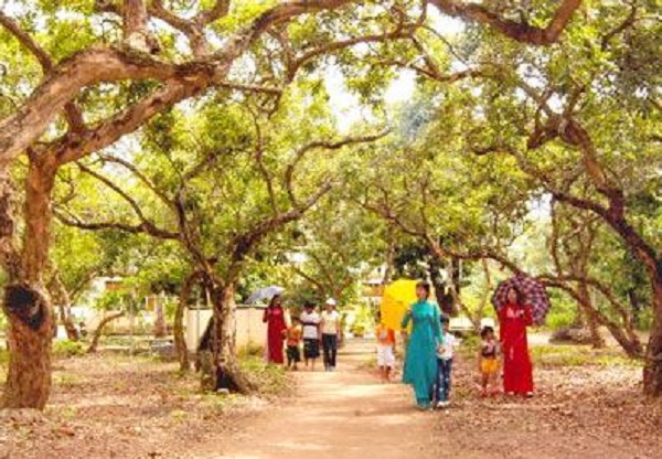 The old longan garden 