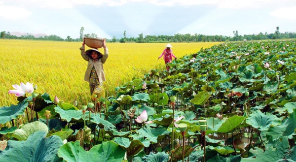 Lotus field besides rice field