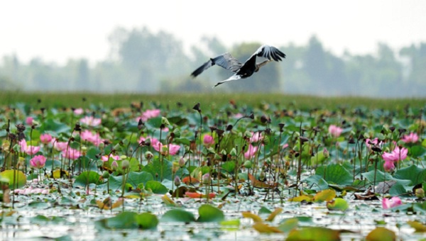 The wonderful scene in Lotus field