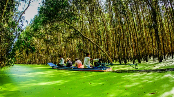 Into the green world of Tra Su cajeput forest