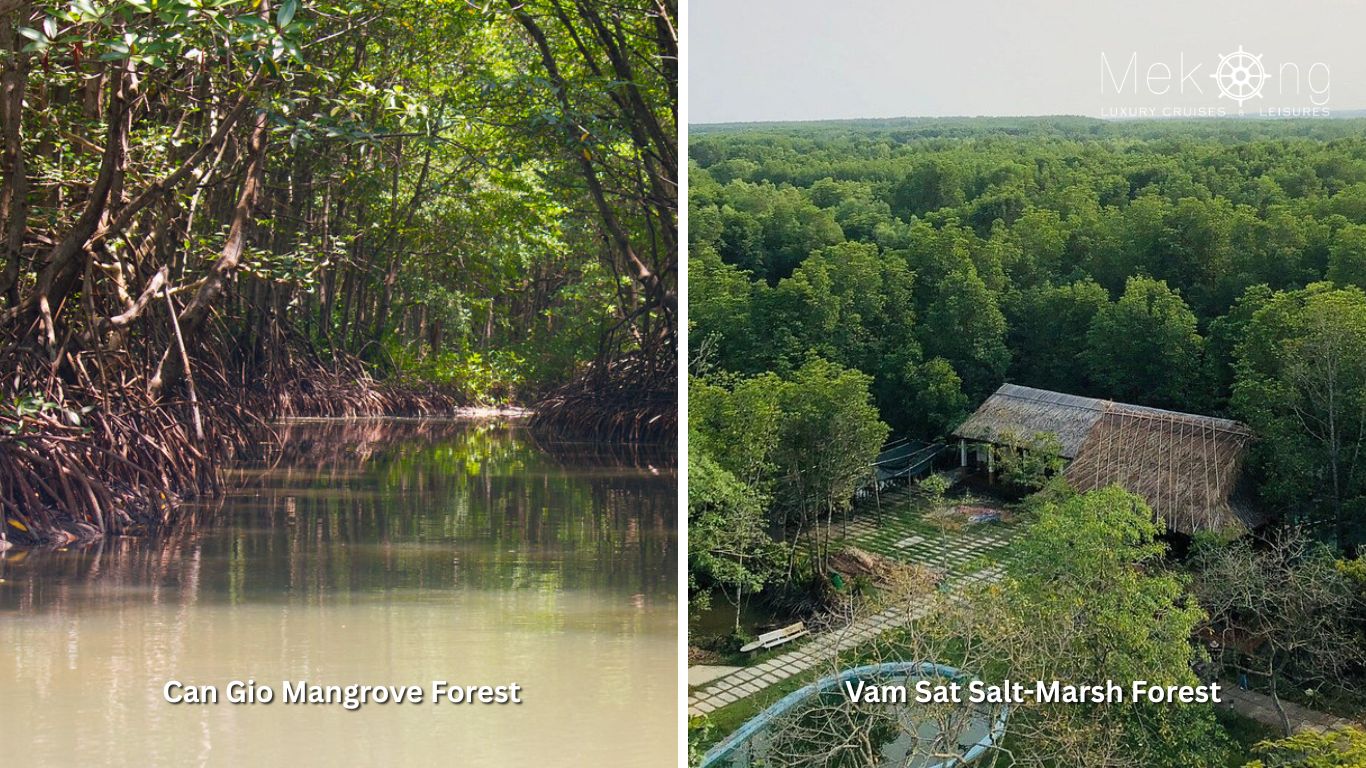 Can Gio Mangrove Forest and Vam Sat Salt-Mash Forest