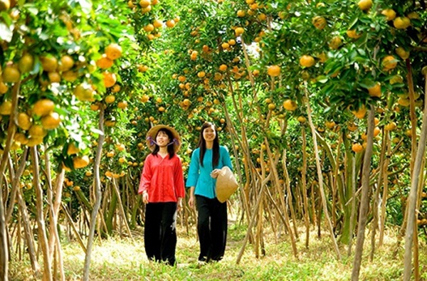 Tangerine Orchard in Can Tho