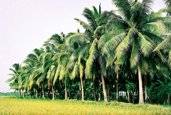 Coconut trees are grown everywhere in Mekong Delta