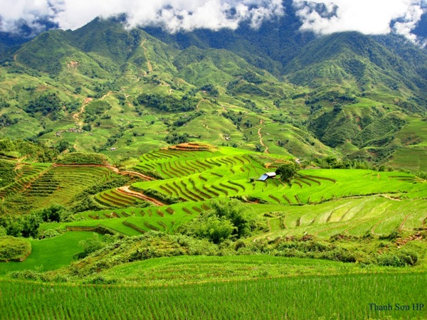 Terraces in Muong Hoa valley