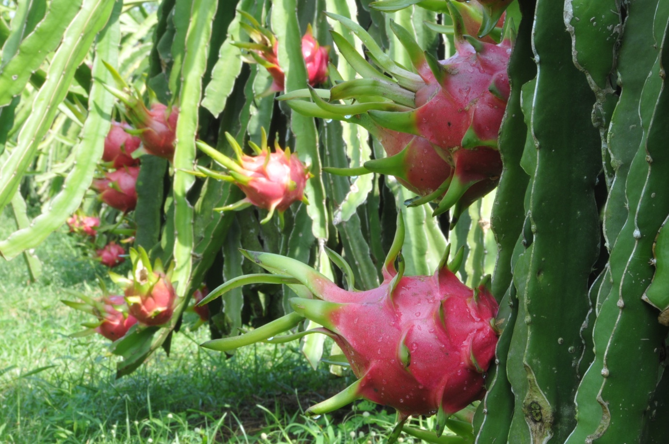 Dragon fruit orchard