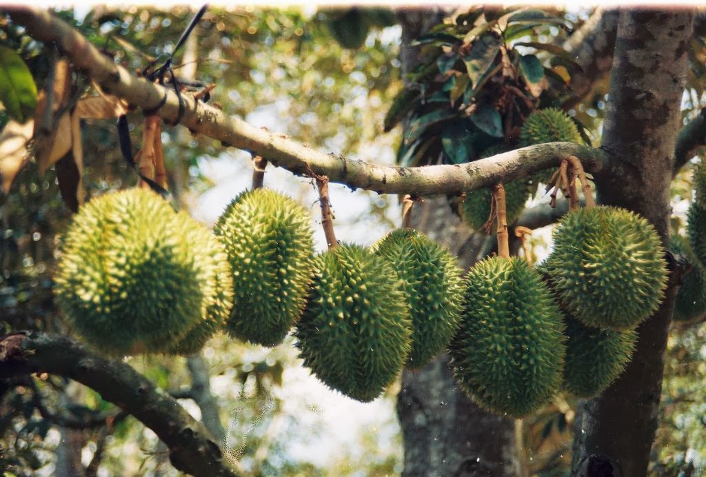 Durian orchard
