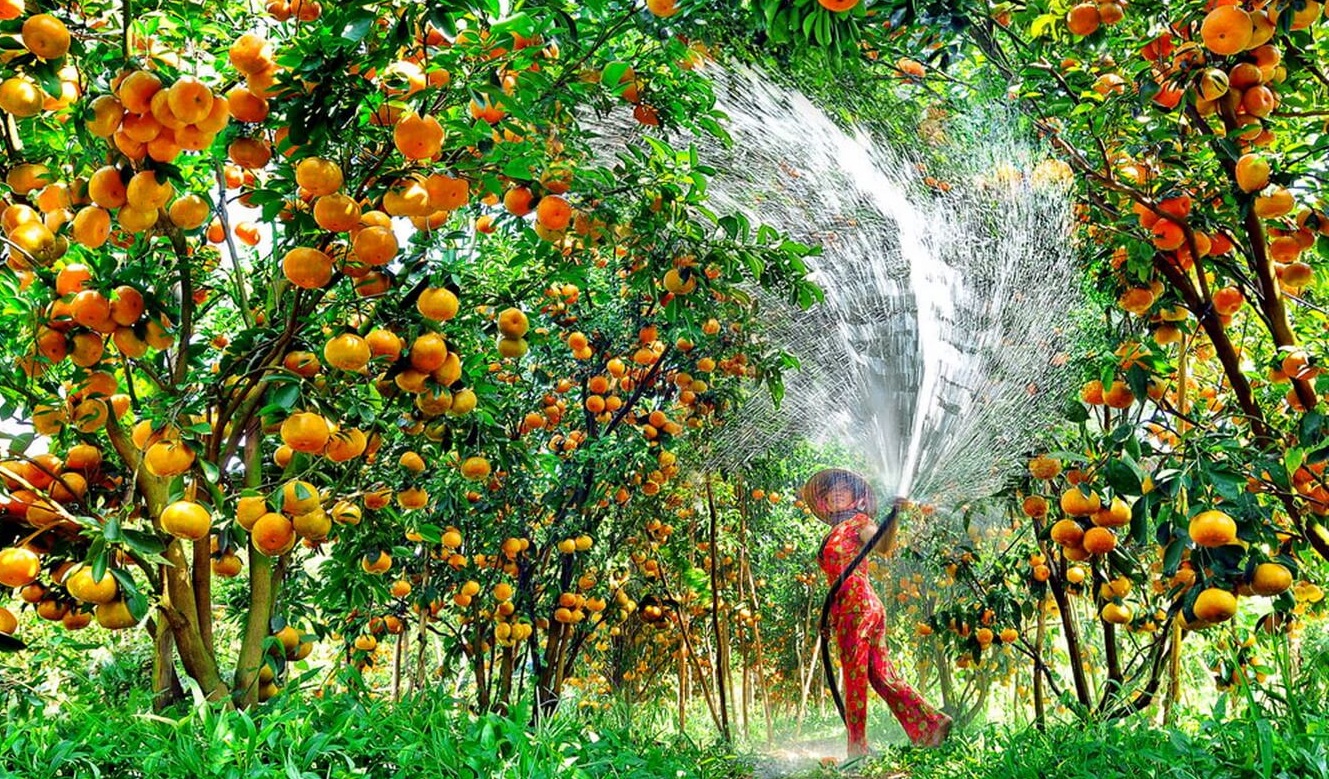 Fruit orchard in the Mekong Delta