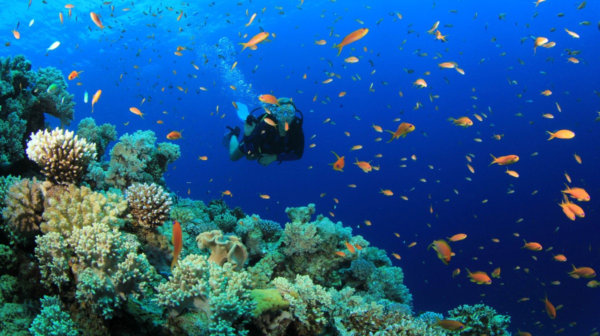 Scuba diving – top things to do in Nha Trang