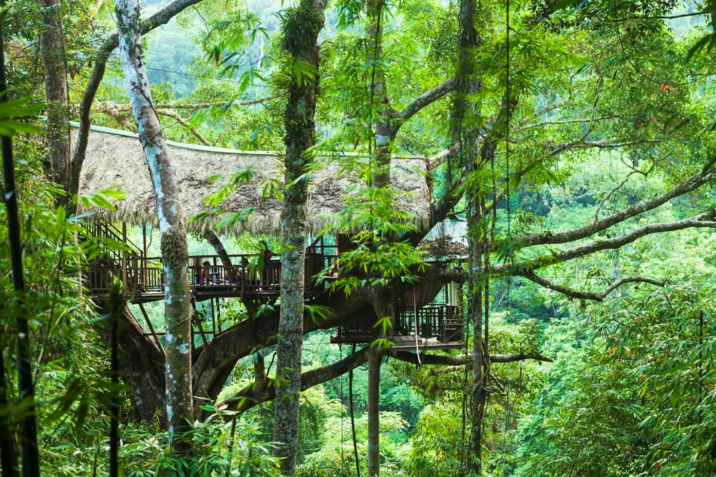 Tree house at the Gibbon Experience