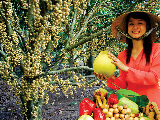 A laden orchard in Mekong Delta