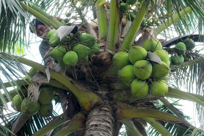 Coconuts are typical fruits in Ben Tre and Mekong Delta